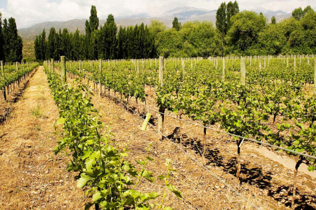 Transformaciones en la vitivinicultura mendocina en las últimas décadas: el doble filo de la “estrategia cooperativa”