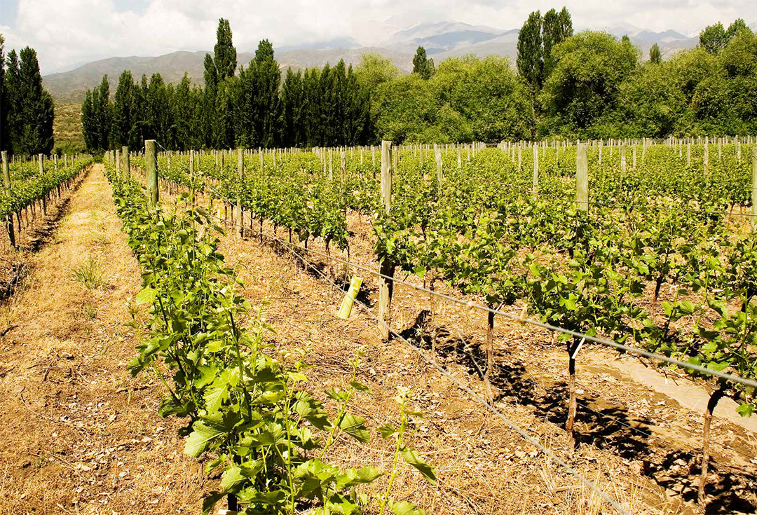 Transformaciones en la vitivinicultura mendocina en las últimas décadas: el doble filo de la “estrategia cooperativa”